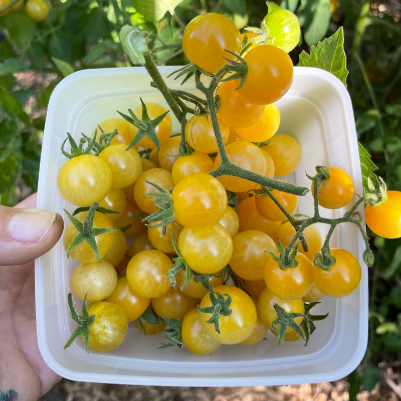 White Currant Cherry Tomato Main Image